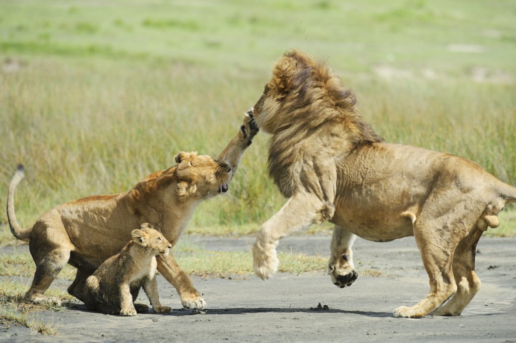 Tanzanian safari lion family playing