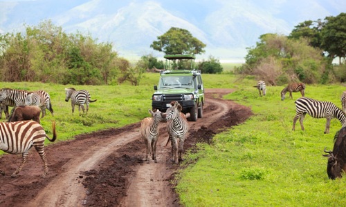wlidlife expirince tanzania safaris