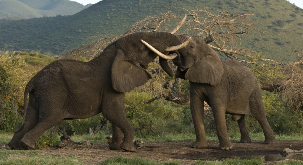 wonders-of-ngorongoro
