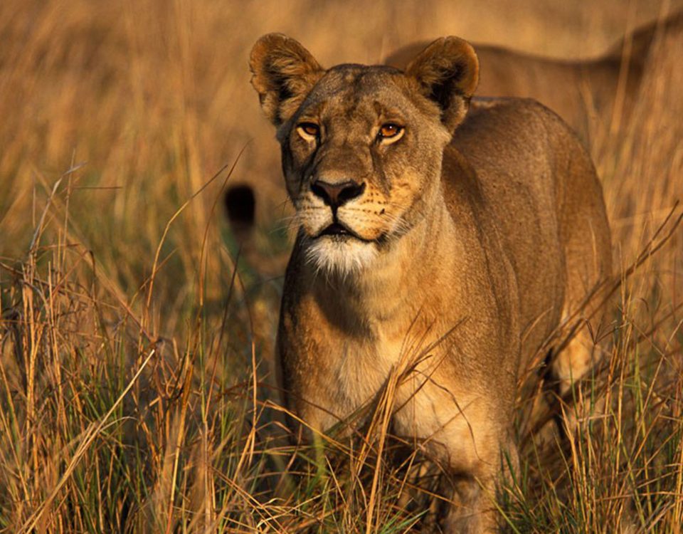 Katavi_National_Park_lions