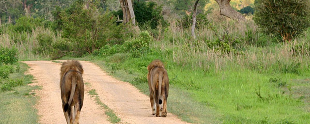 Mikumi_National_Park lions