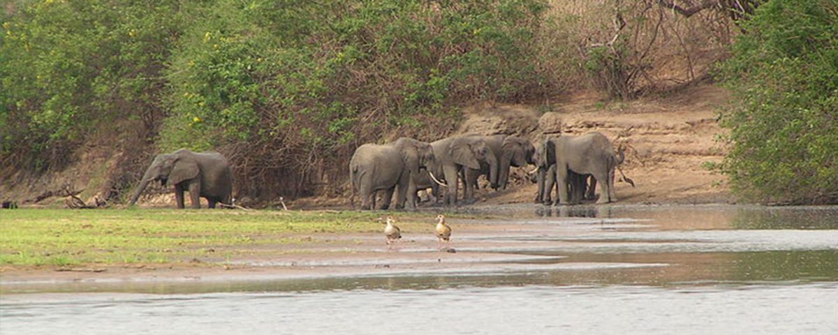 Selous Game Reserve elephant rufiji river