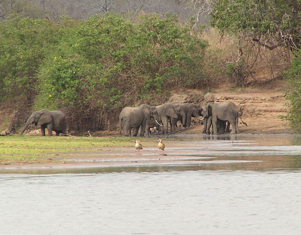 Selous Game Reserve elephant rufiji river
