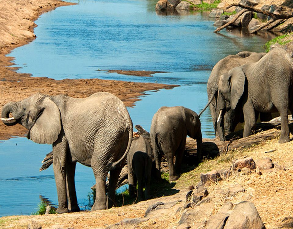 elephant river ruaha