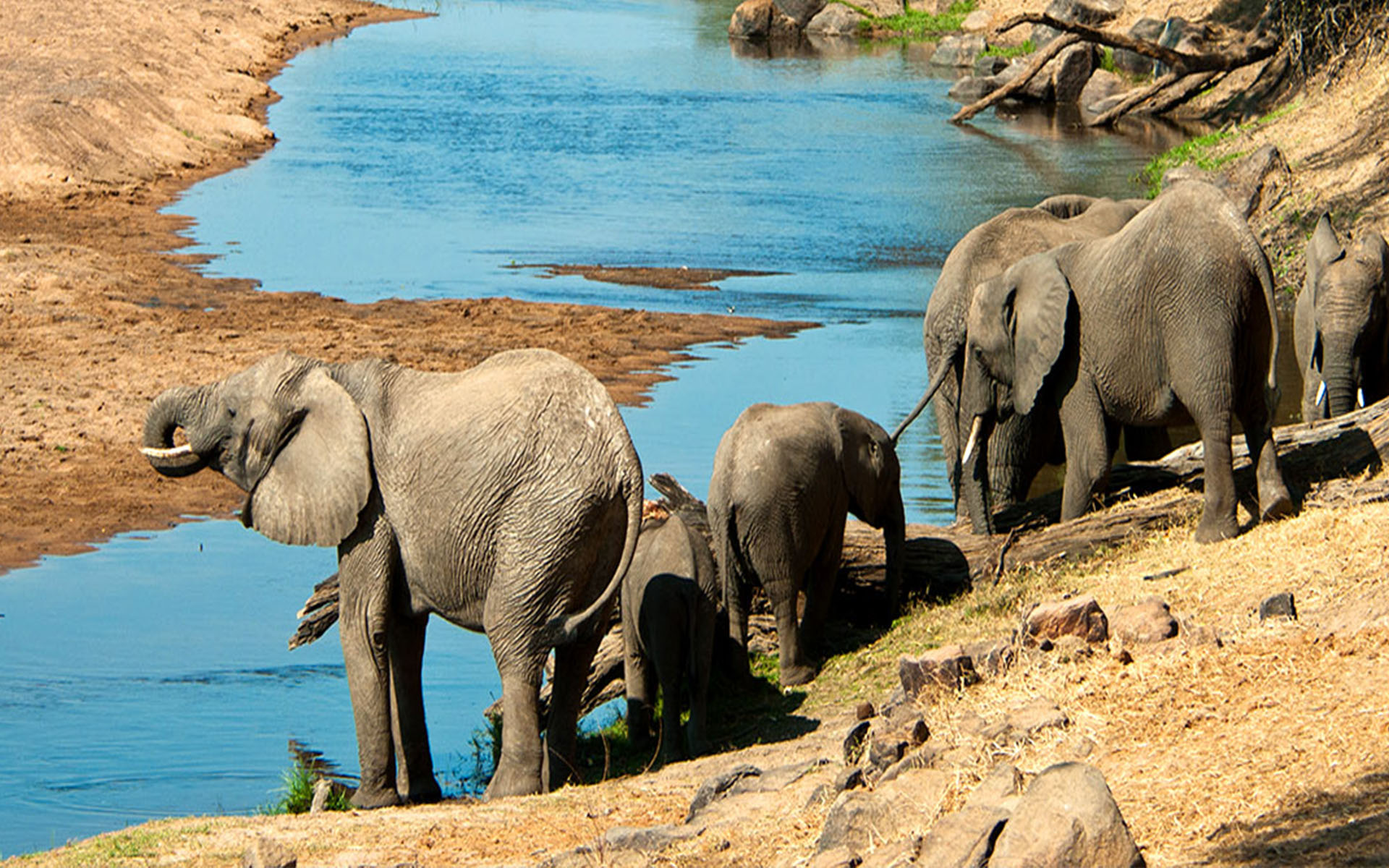 elephant river ruaha