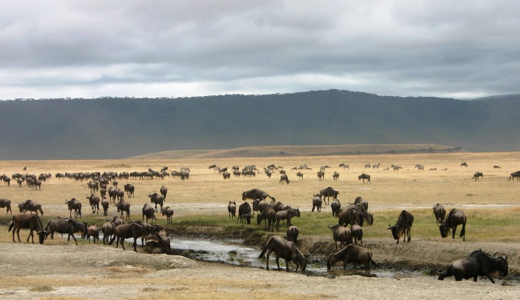 ngorongoro conservation area wildebeest migration