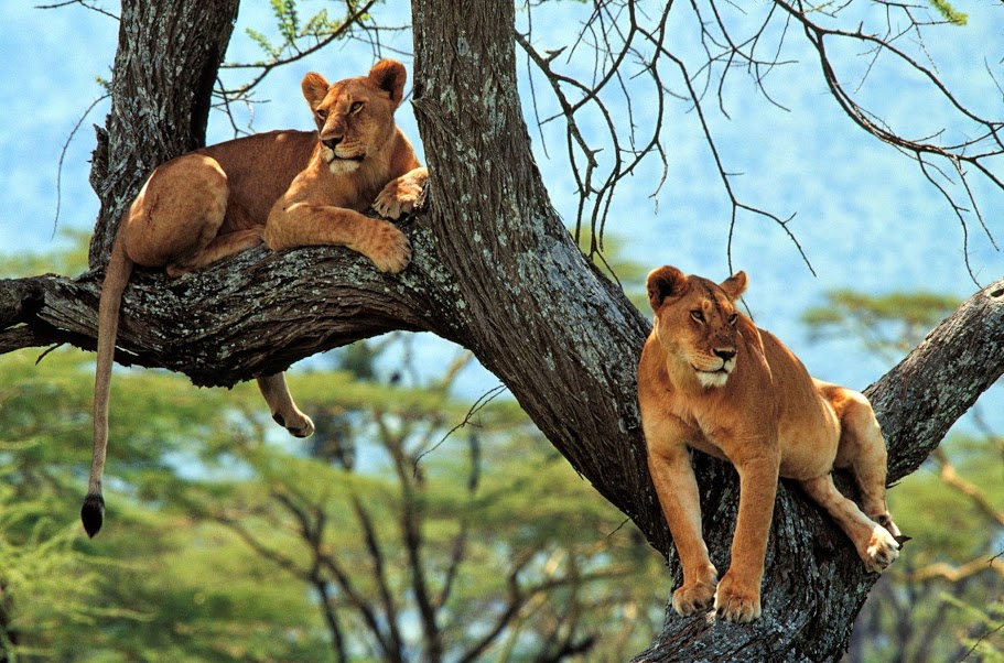 Lion climbing tress