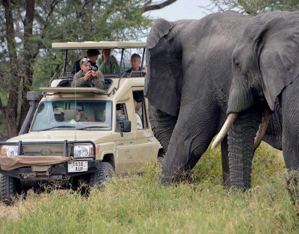 Tarangire national park day trip