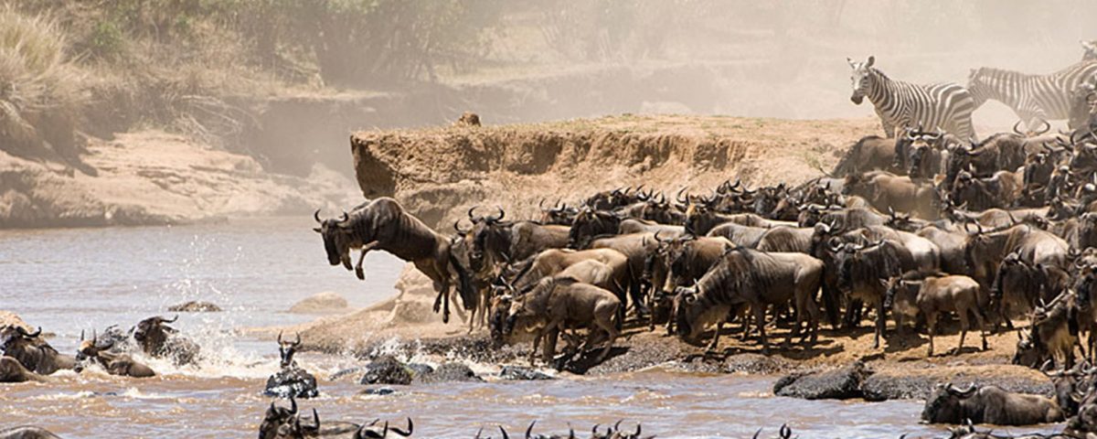 wildebeest migration serengeti crosing the river seronera