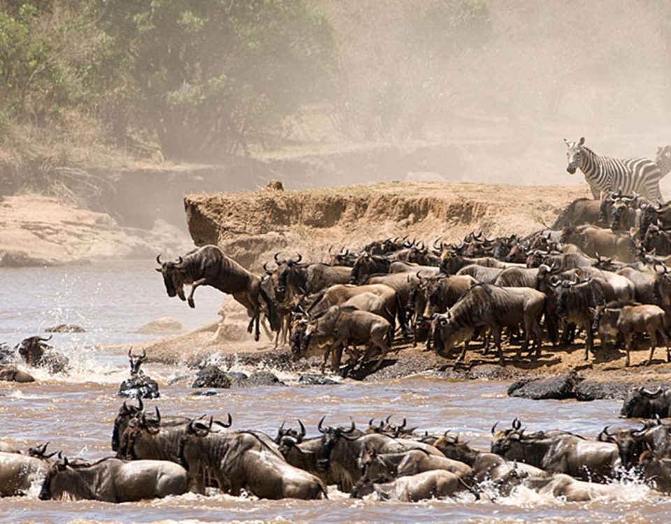 wildebeest migration serengeti crosing the river seronera