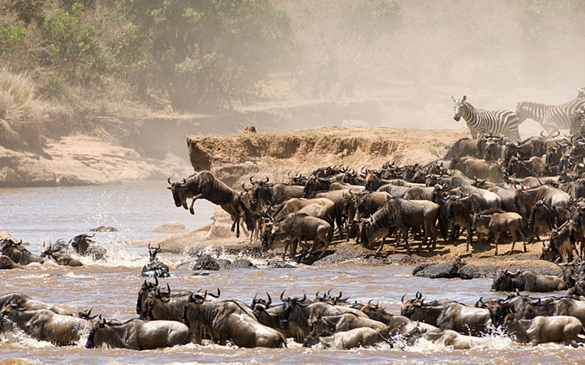 wildebeest migration serengeti crosing the river seronera