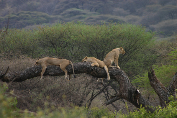 lake-manyara-lion-climbing-tree