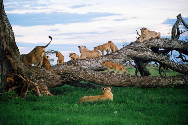 pride-of-lions-at-manyara-park