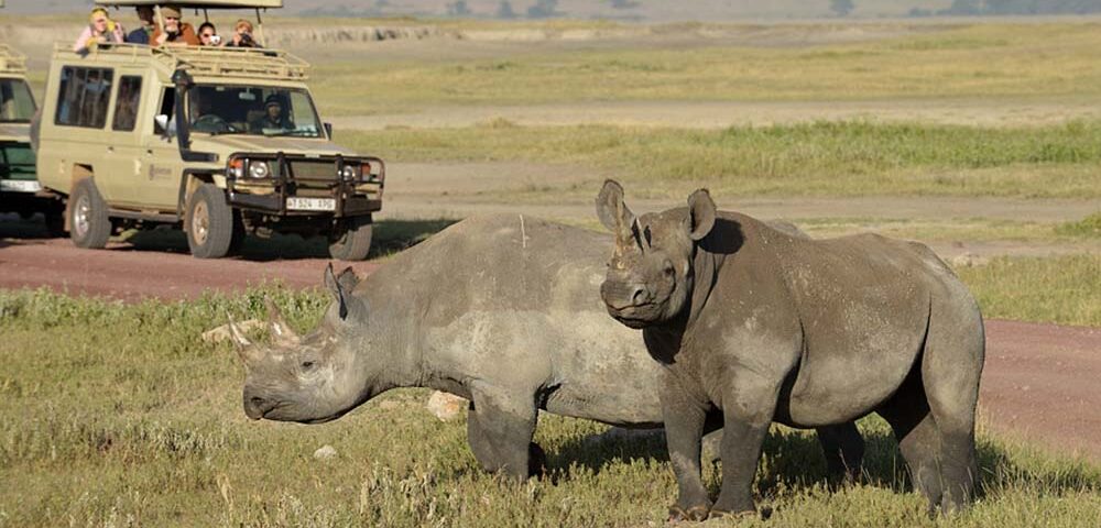Ngorongoro crater rhinos