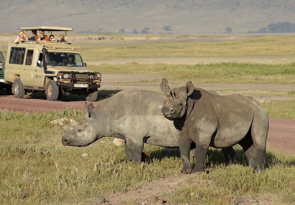 Ngorongoro crater rhinos