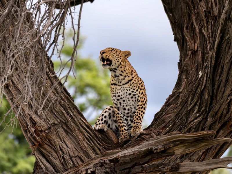 Serengeti park