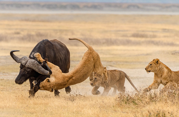 lion vs buffalo ngorongoro