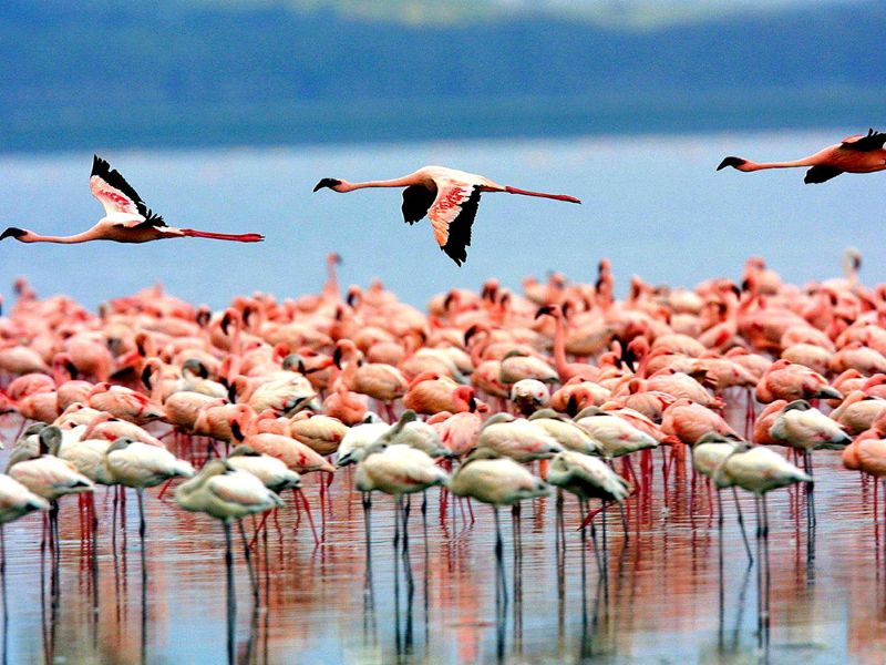 manyara