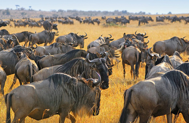 migration wildebeest