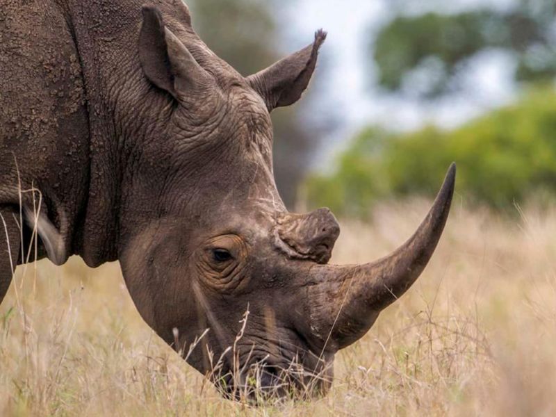 ngorongoro rhino