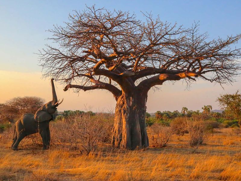 tarangire national park
